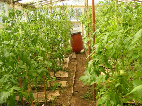 Paisagem Campo Tomate Estufa — Fotografia de Stock