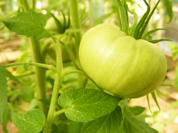 resh organic tomatoes on tree in greenhouse