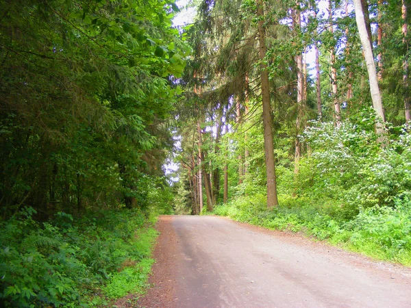 Yaz orman yolu ile sabah erken güneş ışınları