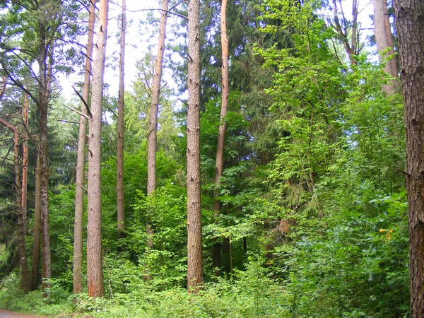 Une Forêt Pins Campagne Conservation — Photo