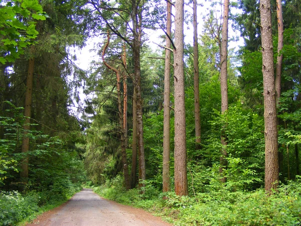 Forêt Pins Magique Panorama Forêt Été Avec Sentier — Photo
