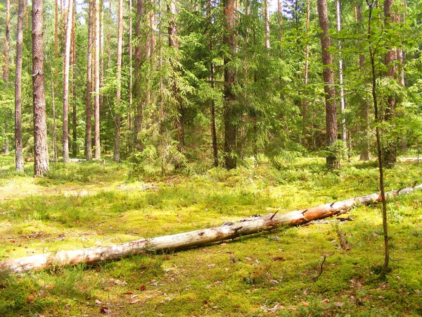 Floresta Verão Pinheiro Bielorrússia Paisagem Florestal — Fotografia de Stock