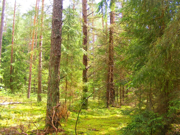 Blueberry Pine Forest Summer Landscape — Stock Photo, Image