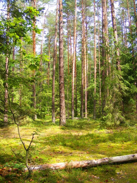 Borovicový Les Letní Slunečný Den Vertikální Foto — Stock fotografie