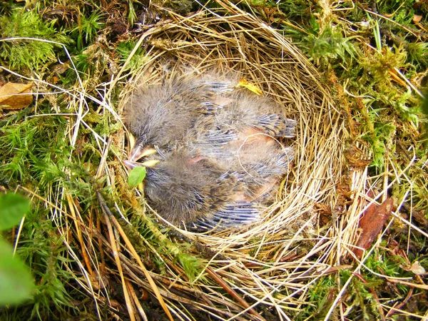 Close Nest Blackcap Bird Sylvia Atricapilla — Stock Photo, Image