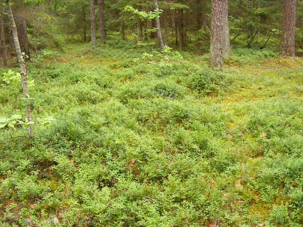 ブルーベリー薮を覆われて夏の森 — ストック写真
