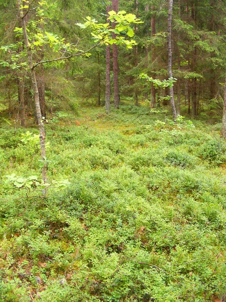 Bilberry Bush Forest Vertical Photo — Stock Photo, Image