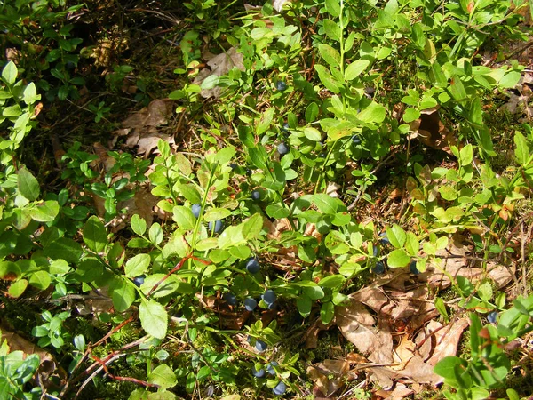 Mogna Blåbär Den Gröna Skogen — Stockfoto