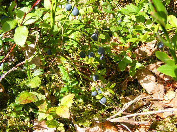 Blueberry Bush Med Mogna Bär Naturliga Foto Highbush Blåbär Växt — Stockfoto