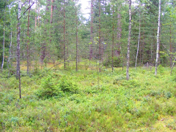 Forest Met Blauwe Bosbes Struiken — Stockfoto