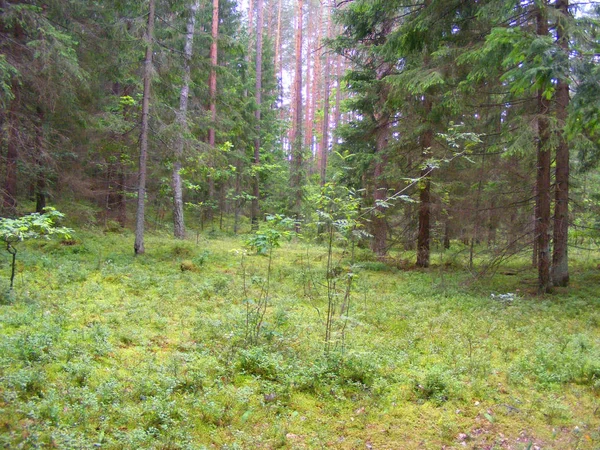 Ren Furuskog Med Grønn Blåbærmynte – stockfoto