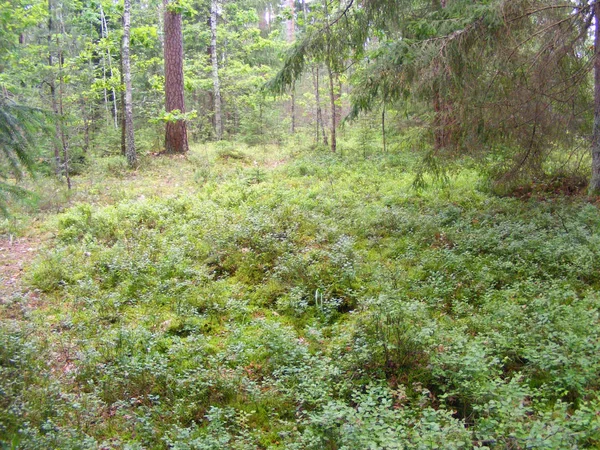 Hutan Pinus Dengan Semak Semak Blueberry — Stok Foto