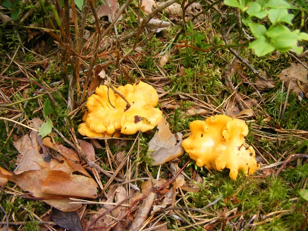 Cantharellus Cibarius Champignon Comestible Dans Forêt Close Shoot — Photo