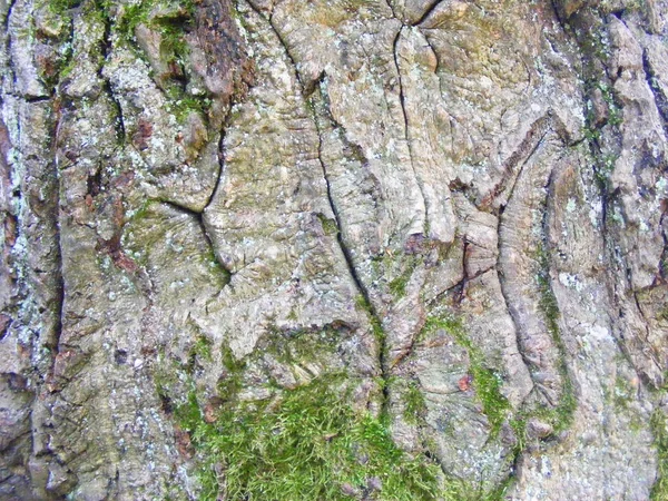苔で覆われたオークの木の樹皮の質感を閉じます — ストック写真
