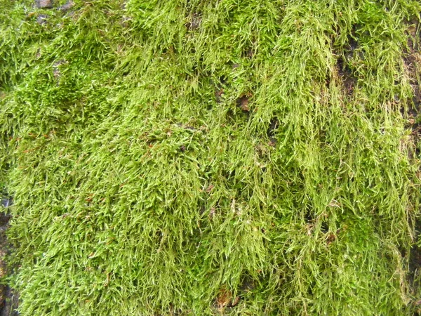Moss Texture Background Copy Space Fresh Green Moss Detailed Texture — Stock Photo, Image