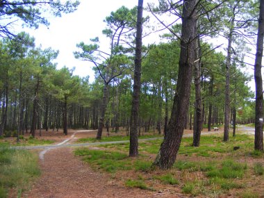 Fransa, çam ve kumul, Bordeaux, Fransa ile Sahil Atlantik plaj manzara