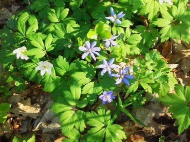 Bahar çiçekleri, beyaz anemone ve mavi yosunları, mantarı nobilis