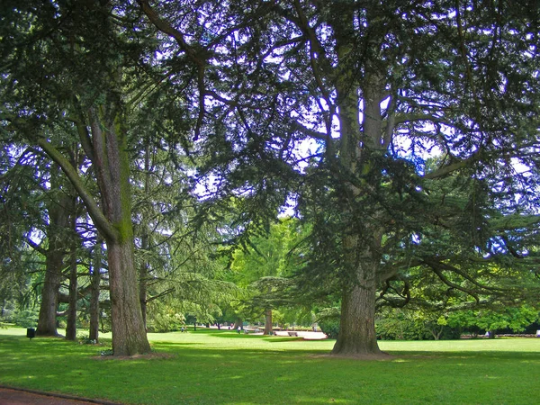 Mooi Landschap Van Gigantische Ceders Een Tuin Tete Lyon Frankrijk — Stockfoto