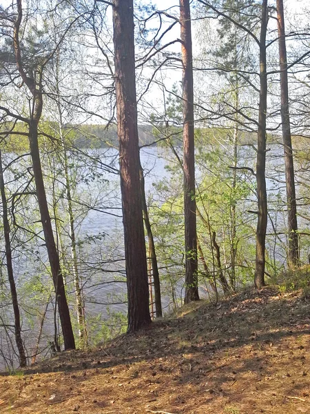 Clean river in spring forest on board of river Berezina