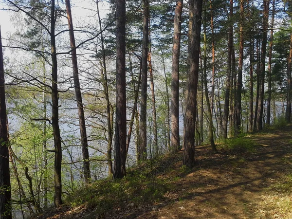 Forêt Printemps Avec Rivière — Photo