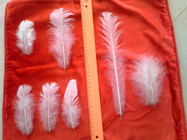 Λευκά Φτερά Κουκουβάγιας Polar Κόκκινο Φόντο Υλικό Για Φυλές Κυνηγός — Φωτογραφία Αρχείου