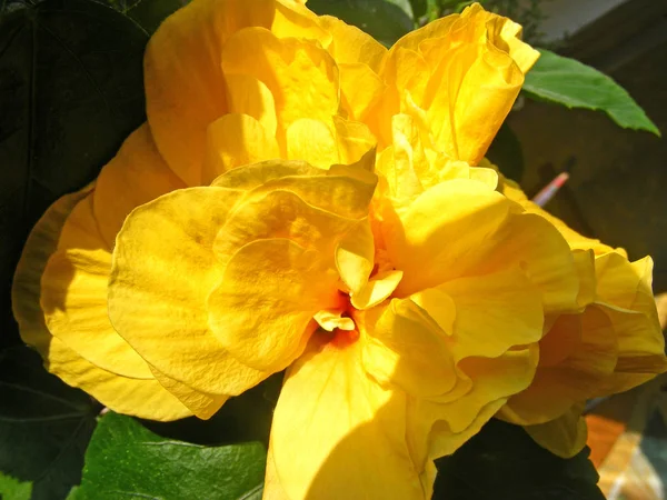 Doğada Sarı Tropikal Hibiscus Çiçek — Stok fotoğraf