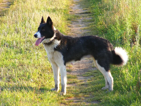 Retrato Karelian Bear Dog — Fotografia de Stock