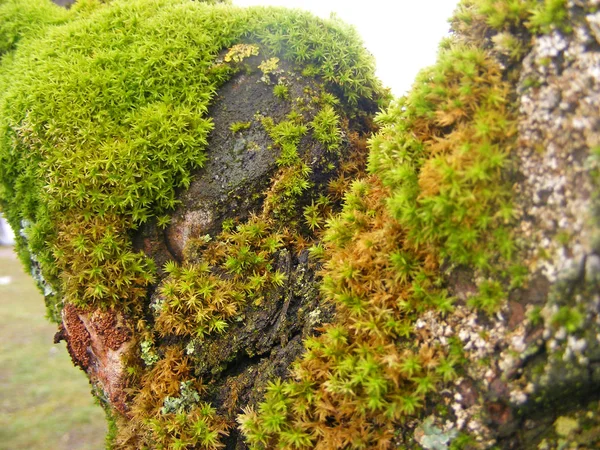 Yaşlı bir ağaç üzerinde büyüyen yeşil ve sarı moss closeup.