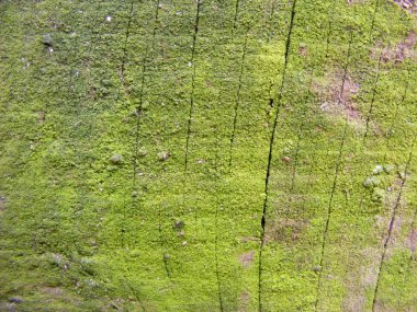 Doğal ahır ahşap duvar kaplı yeşil yosun veya liken arka plan