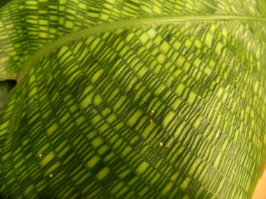 Yeşil yaprak kaburga ve damarlar