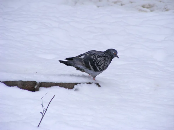 Pigeon Ville Hiver Colombe Gelée Hiver Réchauffant Près Trou Homme — Photo