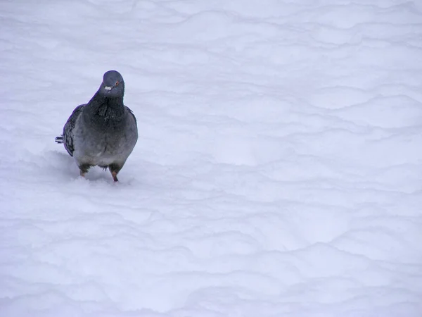 Tauben Auf Schnee Der Stadt Mit Kopierraum — Stockfoto