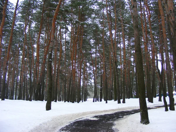 Snowy Path Scotch Forest Belarus — Stock Photo, Image