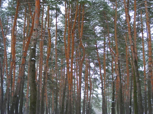 冬天森林自然森林背景 树在雪 — 图库照片