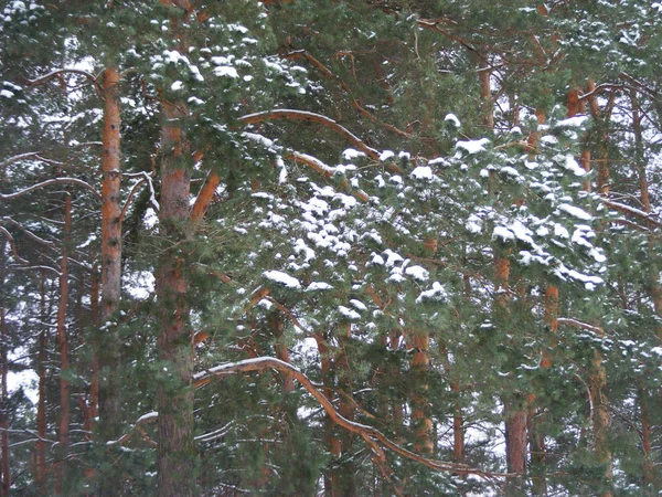 Pretty Background Path Scotch Branch Winter Forest — Stock Photo, Image