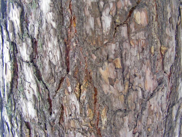 Tree Bark Textur Pine Bakgrund Skrivbordsunderlägg — Stockfoto