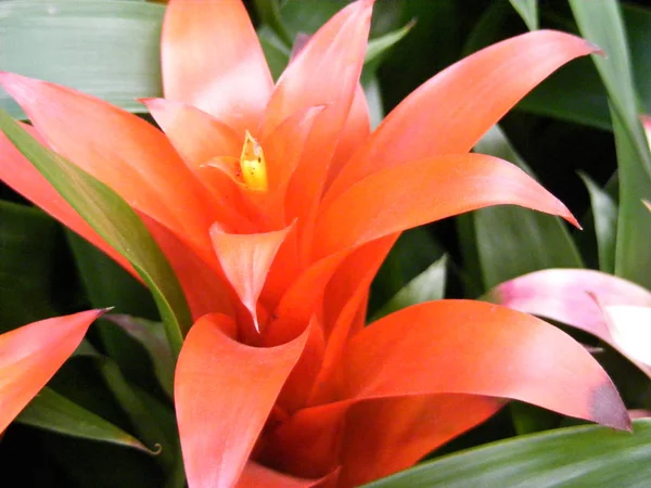 Bromélia Planta Guzmania Close — Fotografia de Stock