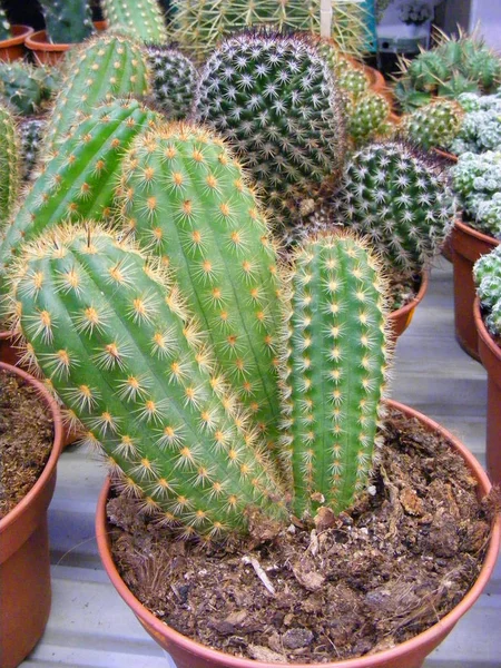 Fermer Cactus Pot Vert Sécheresse Cactus Pot Vue Aérienne Ferme — Photo