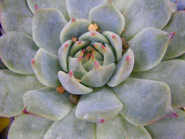 Farbfoto Von Blauer Sukkulente Mit Rosa Strahlen — Stockfoto