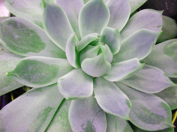 Verde Rotondo Vortice Succulento Colpo Macro Orizzontale Grigio Succulento Con — Foto Stock