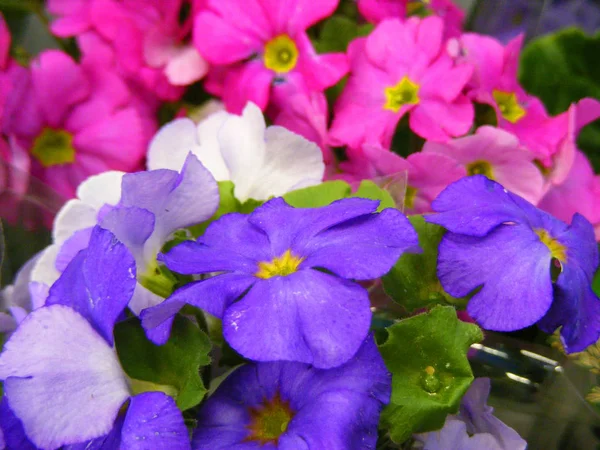 Erste Frühlingsblumen Primeln Mischen Farben Aus Nächster Nähe — Stockfoto