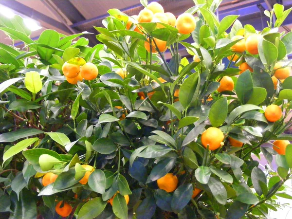 Citrus Boom Pot Het Terras Oranje Mandarijnen Boom — Stockfoto