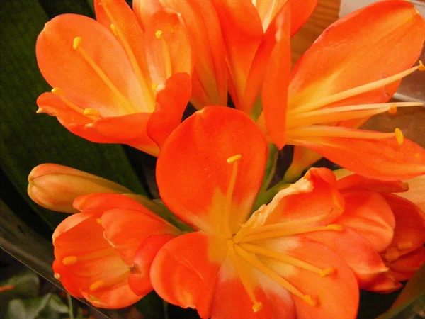 Laranja Clivia Miniata Amaryllis Para Cartão Banner — Fotografia de Stock