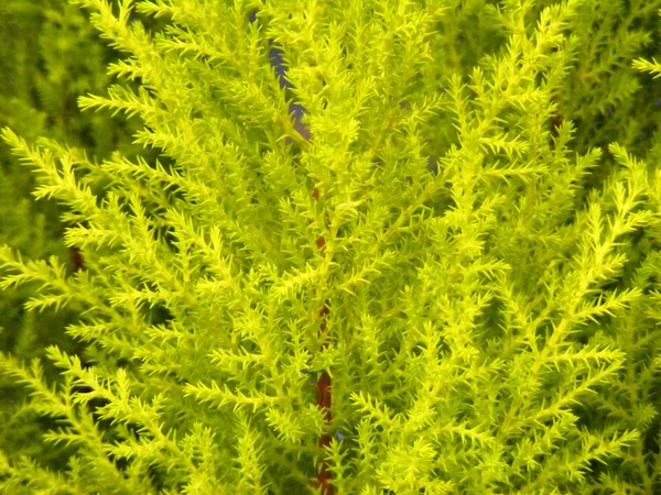 Arka Plan Yeşil Işık Sarı Yeşil Renkleri Mazı Bitki Yaprakları — Stok fotoğraf