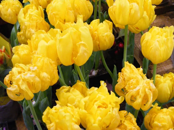 Gelbe Tulpenblumen Feld Bild Für Banner Ostern Frühlingskarte — Stockfoto