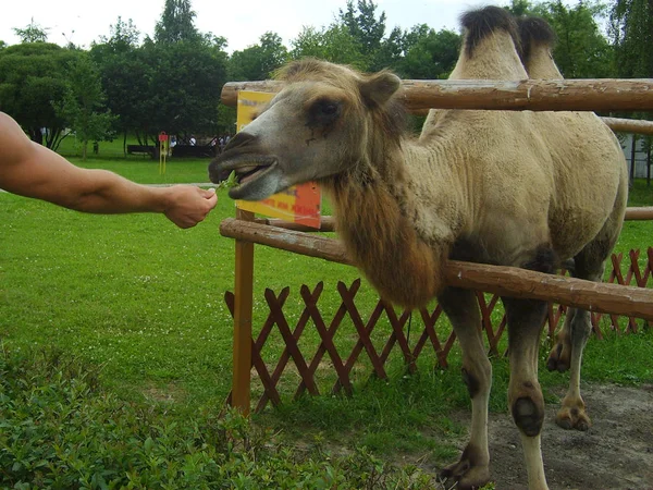 Cammello Alimentazione Cammello Nello Zoo Mano Dell Uomo Con Cibo — Foto Stock