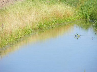 su ve çayır gölet peyzaj kadar kapatın