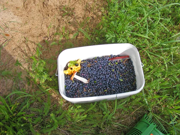 Fresh Collected Forest Blueberries Fruit Bowl Top View Outdoors — Stock Photo, Image