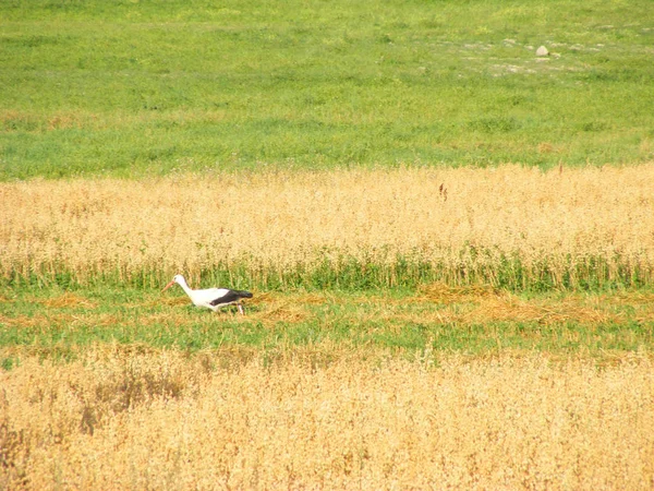 Stork walk on oast field. Wild bird and harvest on farm. European rural scene.