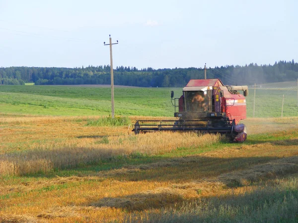 Red grain harvester combine in a field. Combine made in the Republic of Belarus